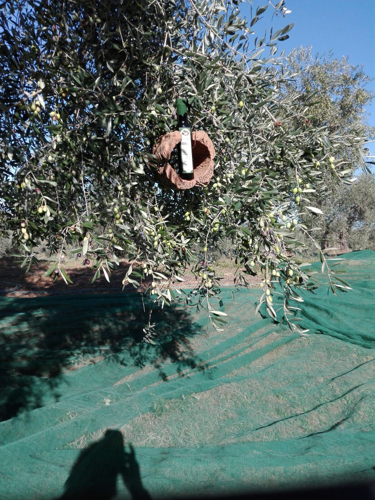 Dall'oliva all'olio EVO in 24 ore